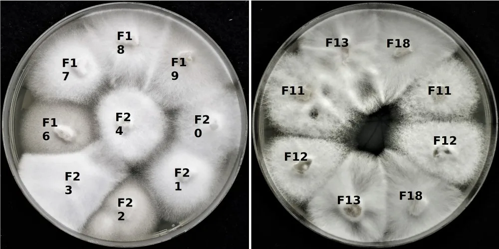 Hned tři nové viry objevil tým virologů z Biologického centra Akademie věd České republiky v Českých Budějovicích uvnitř buněk houby Sodiomyces alkalinus.