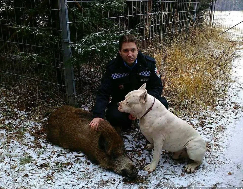 Strážník spolu s divočákem a pitbullem