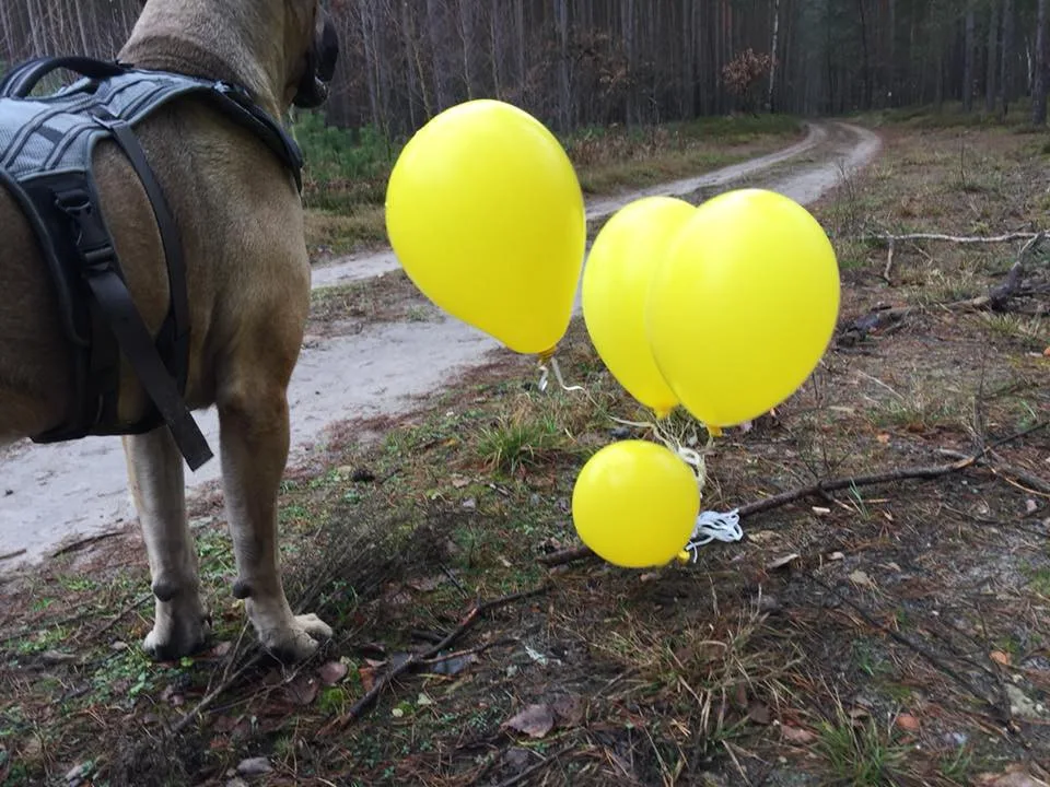 Balónky s přáním, které našli v Polsku
