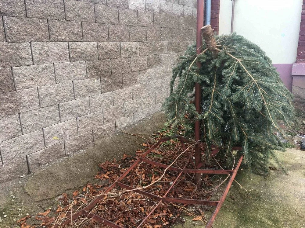Už teď se povalují vánoční stromky, které rychle dosloužily,  v ulicích Českých Budějovic.