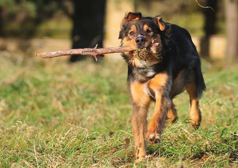 Sam z Animal rescue hledá nového páníčka
