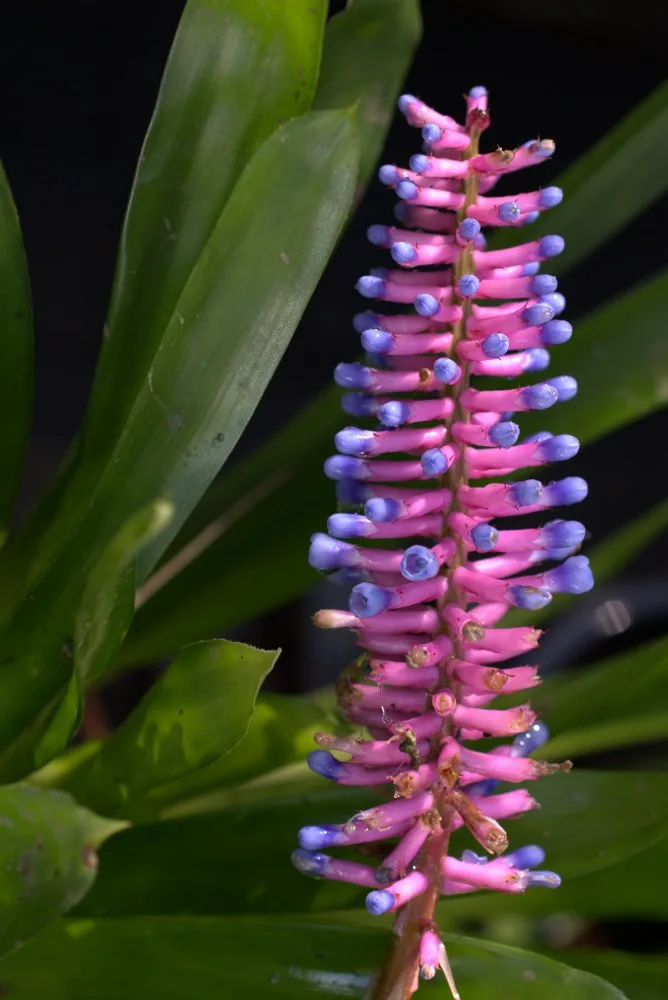 Jihočeské muzeum opět pořáda tradiční a oblíbenou výstavu orchidejí, bromélií, sukulentů a jiných exotických rostlin