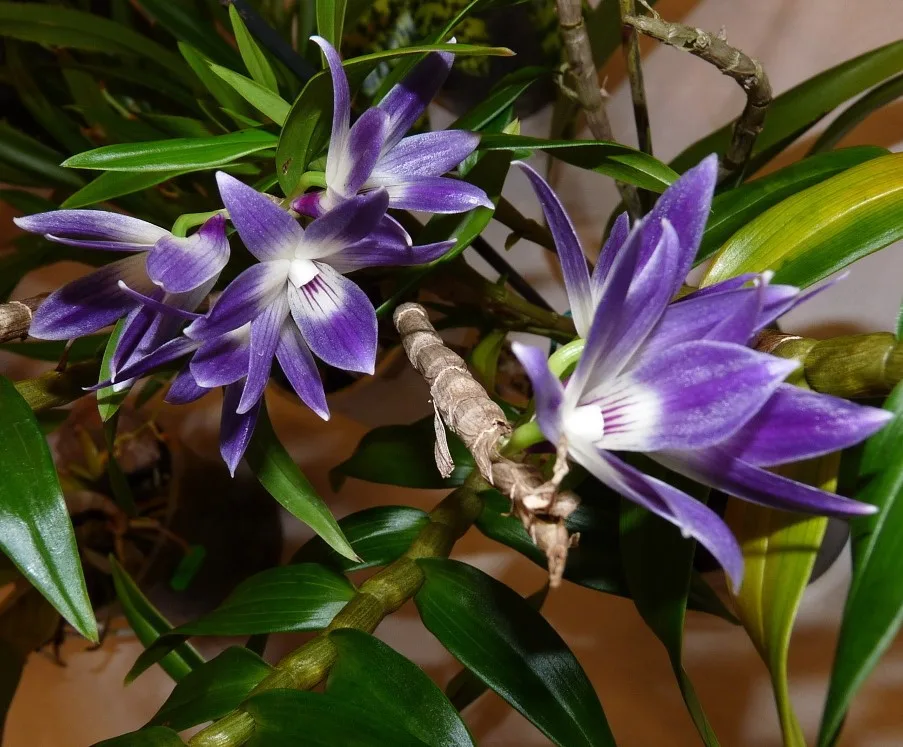 Jihočeské muzeum opět pořáda tradiční a oblíbenou výstavu orchidejí, bromélií, sukulentů a jiných exotických rostlin