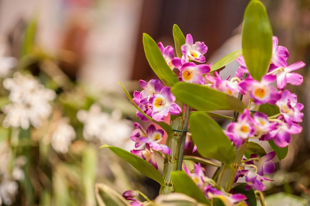 Jihočeské muzeum opět pořáda tradiční a oblíbenou výstavu orchidejí, bromélií, sukulentů a jiných exotických rostlin