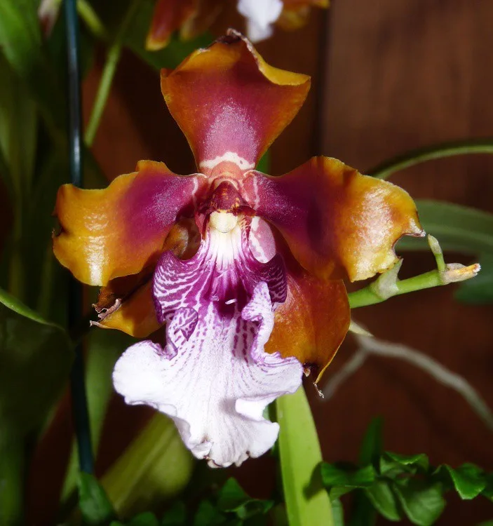 Jihočeské muzeum opět pořáda tradiční a oblíbenou výstavu orchidejí, bromélií, sukulentů a jiných exotických rostlin