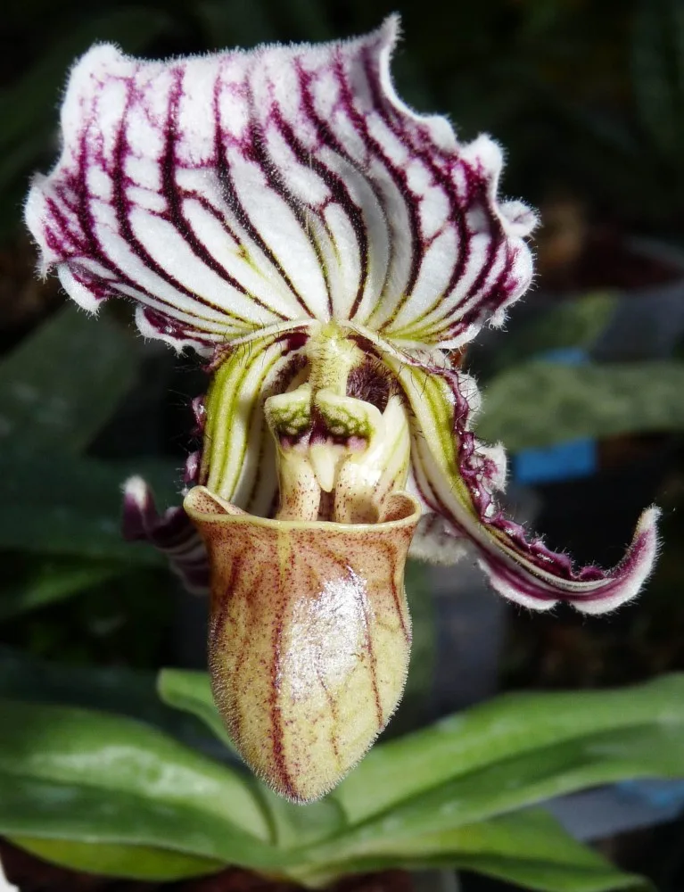 Jihočeské muzeum opět pořáda tradiční a oblíbenou výstavu orchidejí, bromélií, sukulentů a jiných exotických rostlin