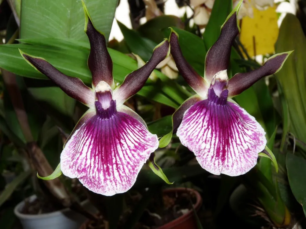 Jihočeské muzeum opět pořáda tradiční a oblíbenou výstavu orchidejí, bromélií, sukulentů a jiných exotických rostlin