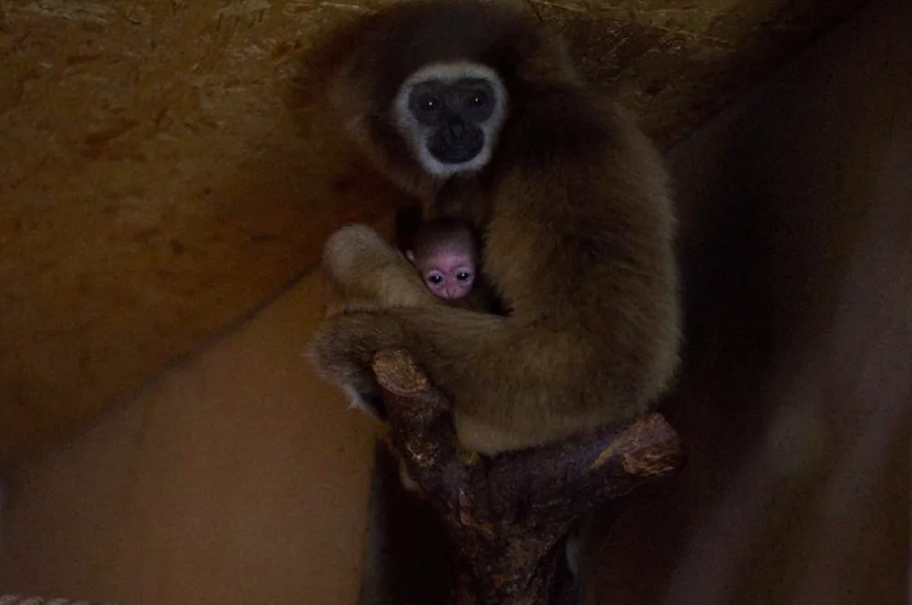 Giboni v jihočeské zoo Dvorec