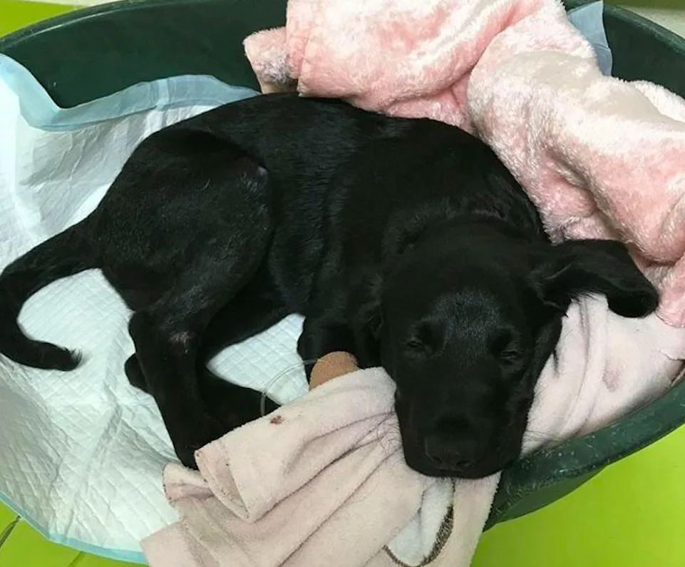 Týrané tříměsíční štěně labradora Marley.