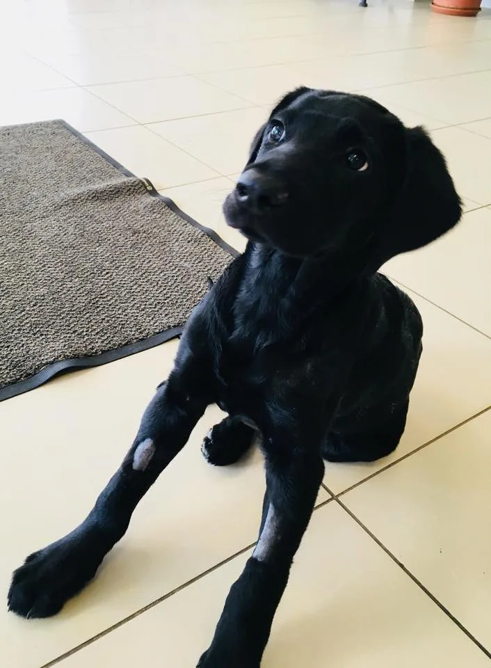 Marley už odjel z pražské kliniky