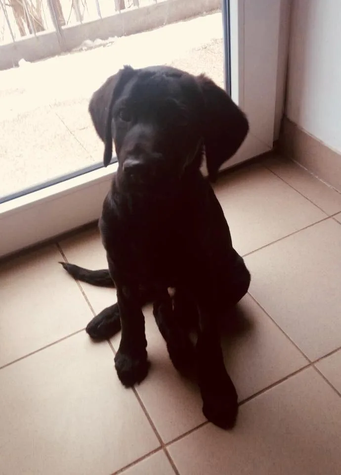 Marley už odjel z pražské kliniky