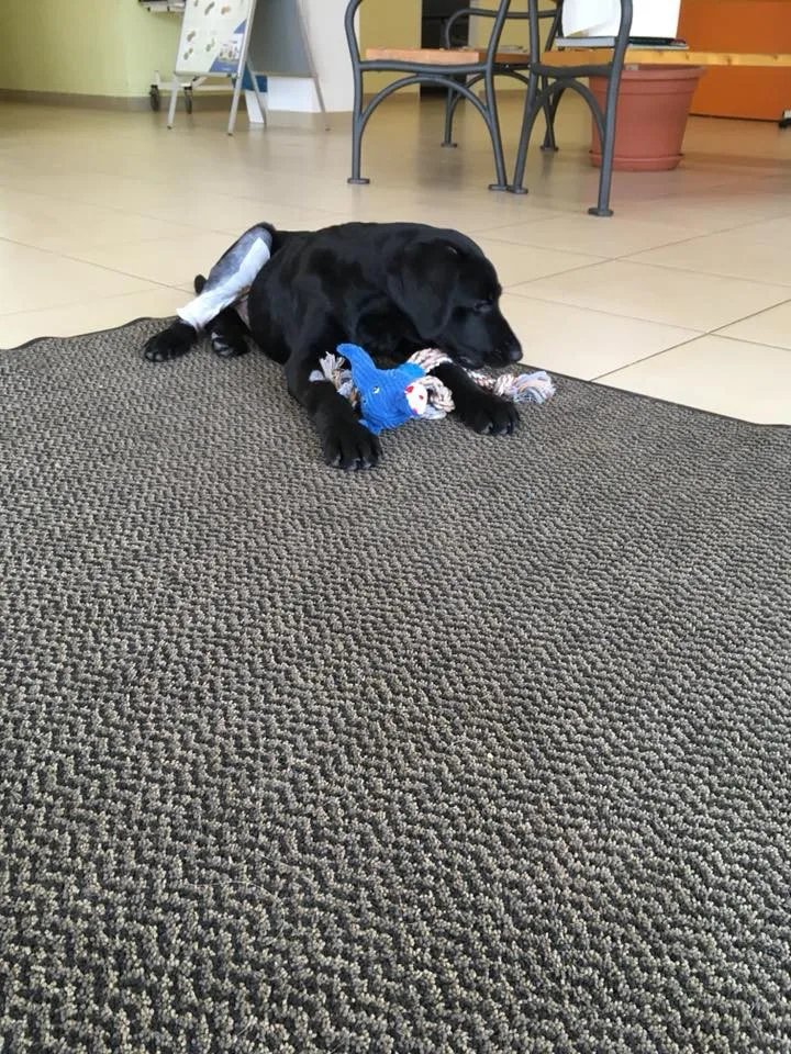 Marley už odjel z pražské kliniky