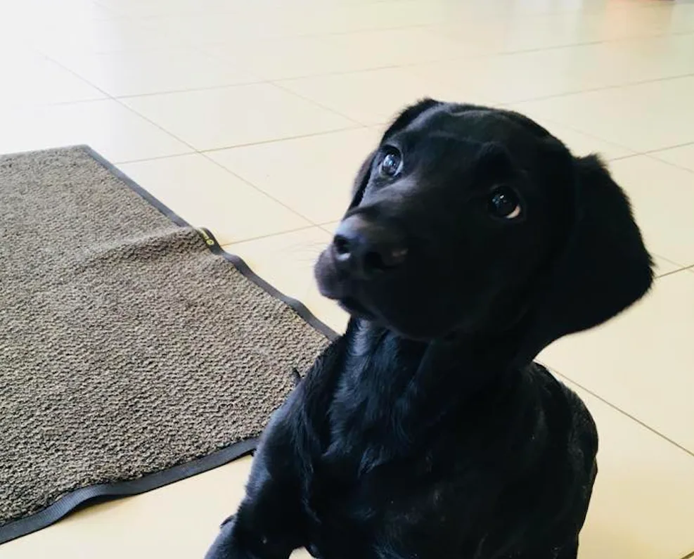 Marley už odjel z pražské kliniky