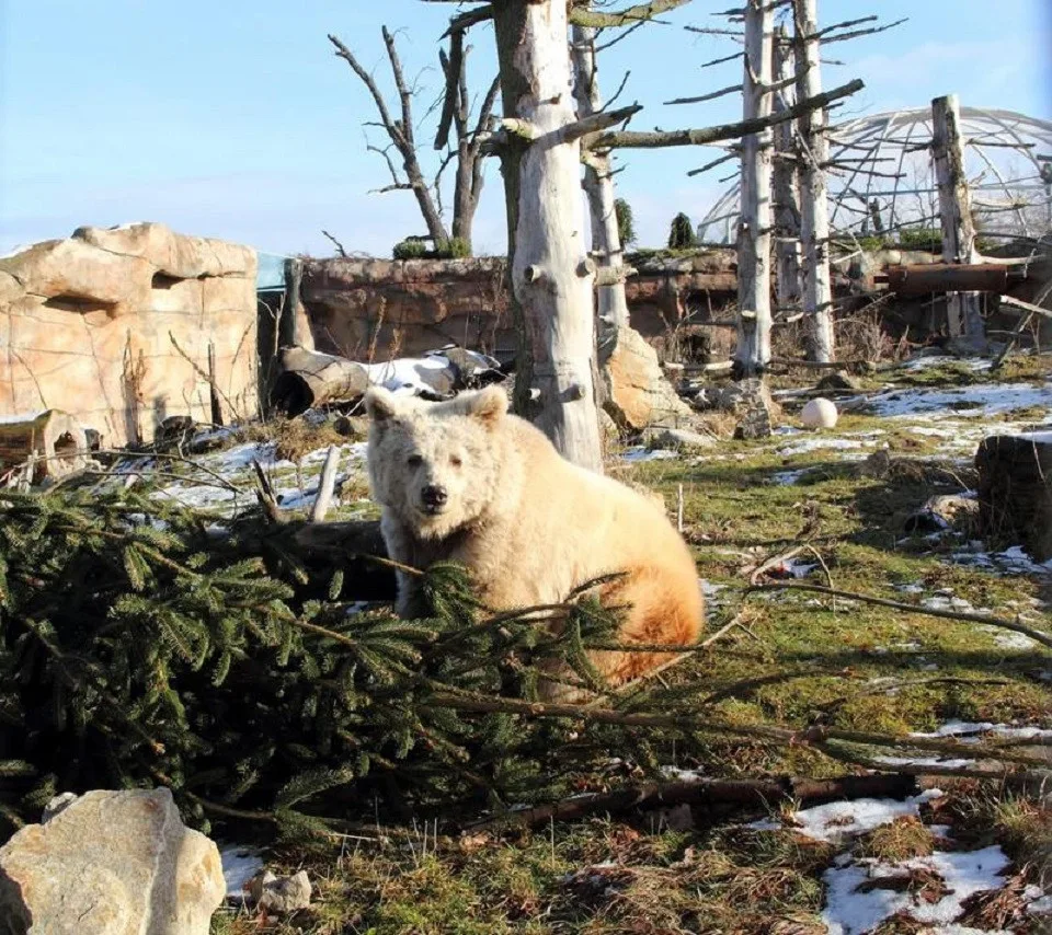 Samice medvěda plavého v hlubocké zoo.