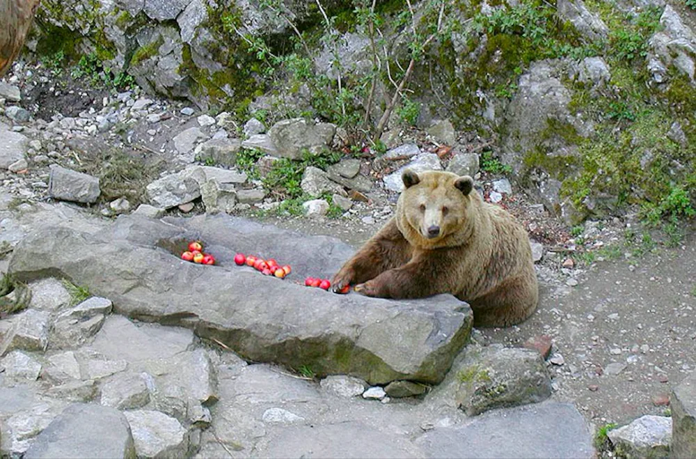 Medvědice Kateřina, která na krumlovském zámku taky žila.