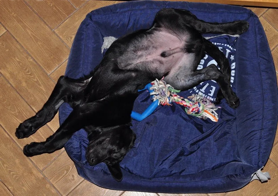 Marley už se má dobře. Zdroj: Facebook Animal Rescue – Odchytová služba a útulek
