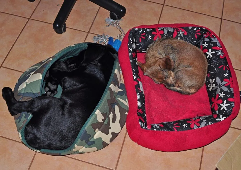 Marley už se má dobře.  Zdroj: Facebook Animal Rescue – Odchytová služba a útulek