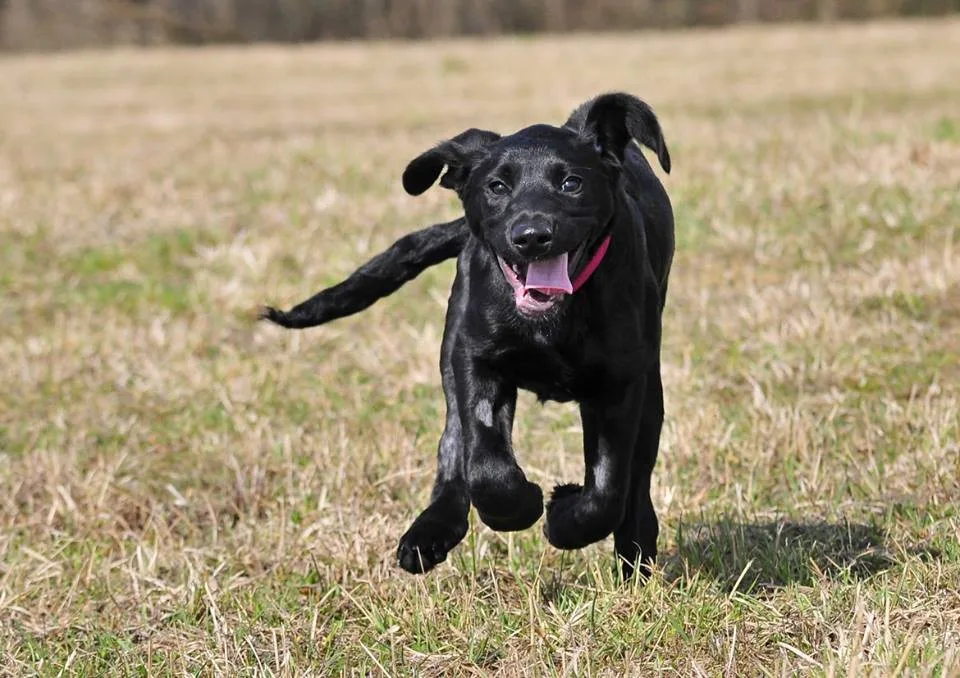 Marley je prlný života. Zdroj: Facebook Animal Rescue – Odchytová služba a útulek
