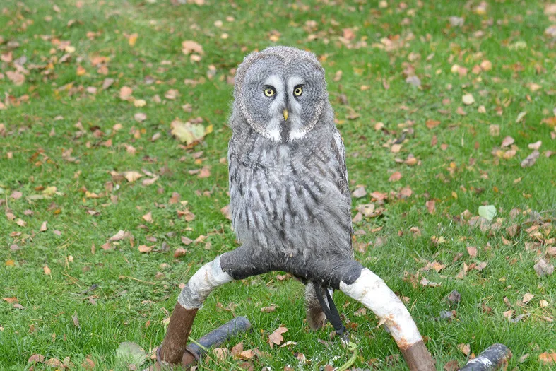 Ostří hoši s křídly.