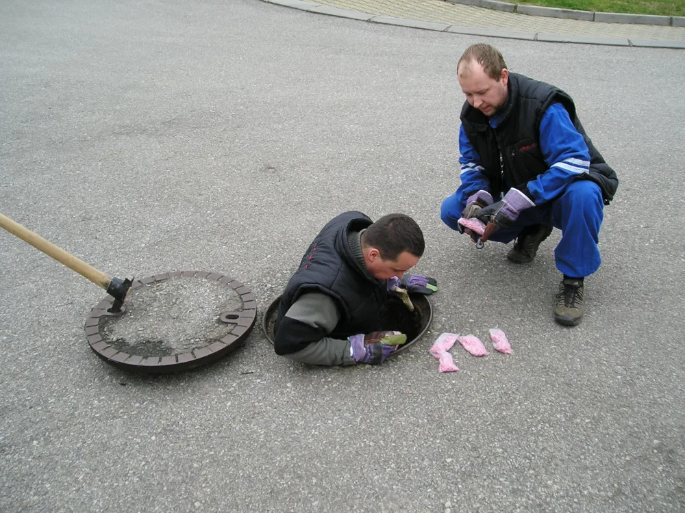 Na jaře se probouzejí k životu vosy, mravenci, potkani, ale i štěnice