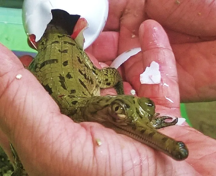 Krokodýlí zoo Protivín