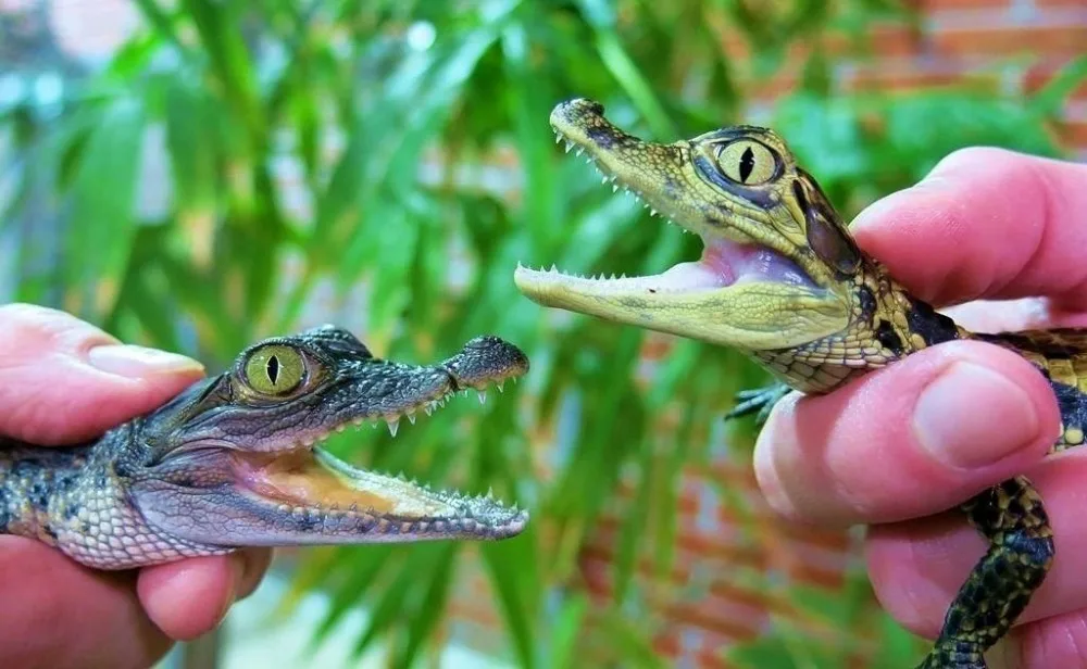Krokodýlí zoo Protivín