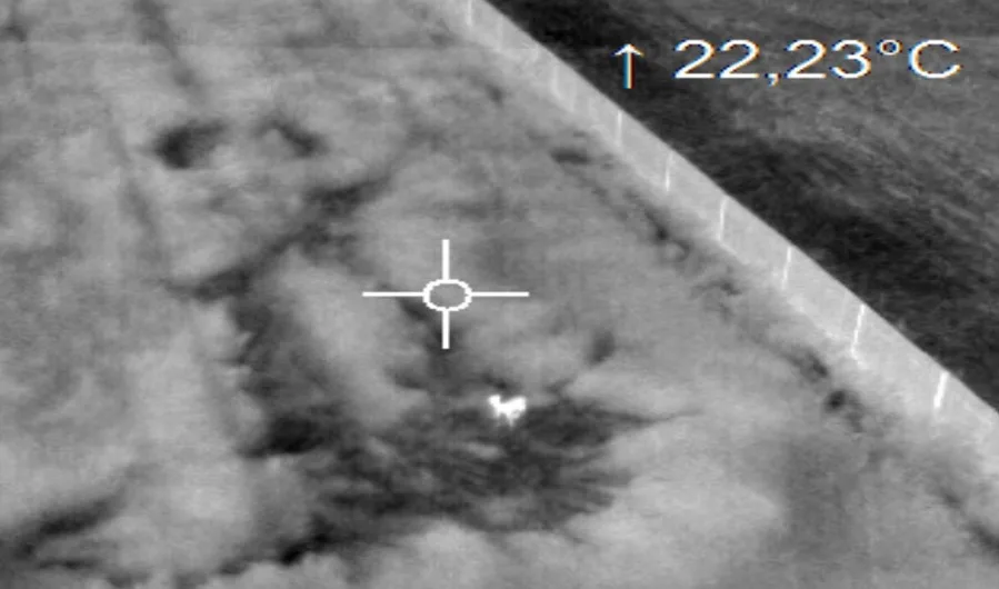 Při sečení luk každý rok zahyne mnoho srnčat. Lidé je proto zachraňují i díky dronům s termovizí.