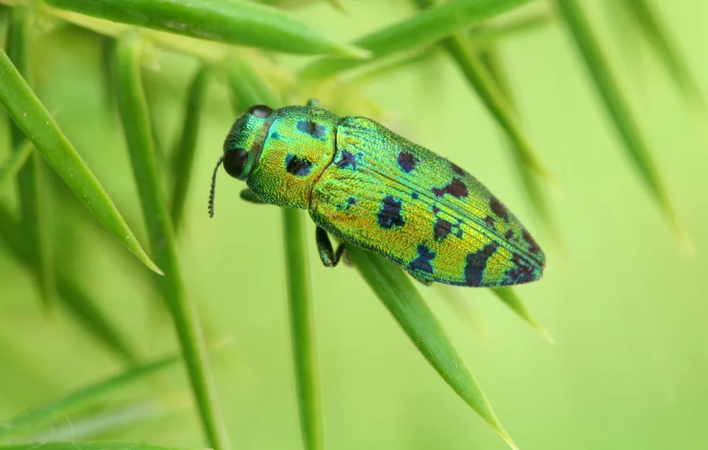 Evropou se šíří nový škůdce. Napadá okrasné dřeviny. Krasec. Foto: Nikola Rahmé