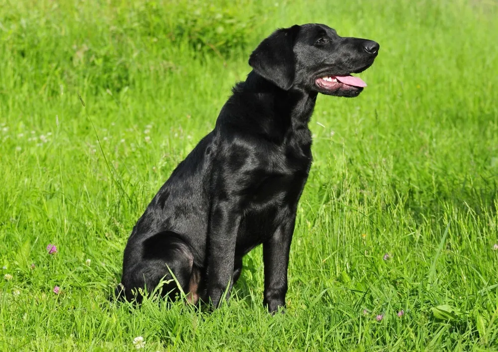 Mladý Marley se zatím zotavuje v budějckém útulku Animal Rescue.