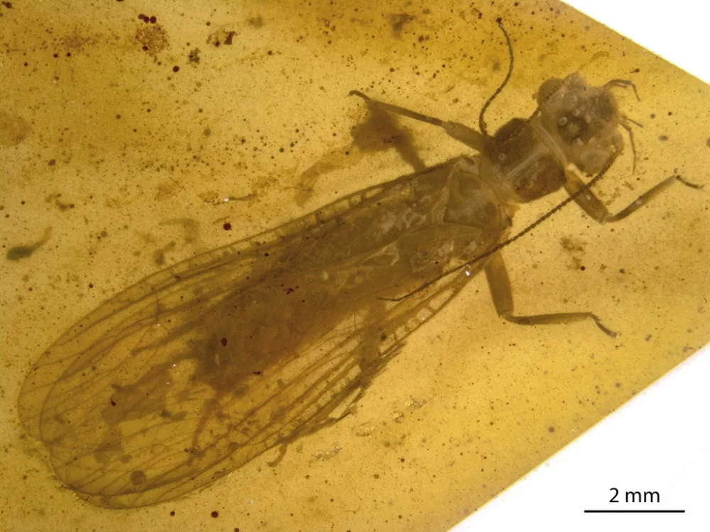 Nově objevené druhy fosilií řádu pošvatek, nazvané Rolling Stoneflies.
