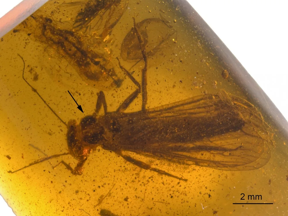 Nově objevené druhy fosilií řádu pošvatek, nazvané Rolling Stoneflies.