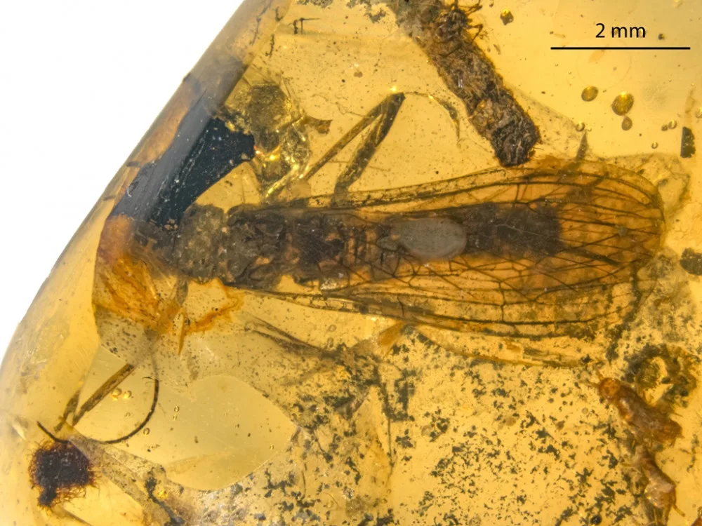 Nově objevené druhy fosilií řádu pošvatek, nazvané Rolling Stoneflies.
