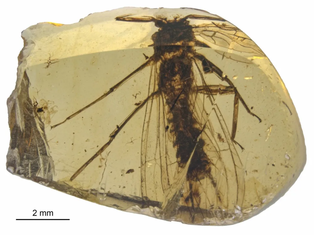 Nově objevené druhy fosilií řádu pošvatek, nazvané Rolling Stoneflies.