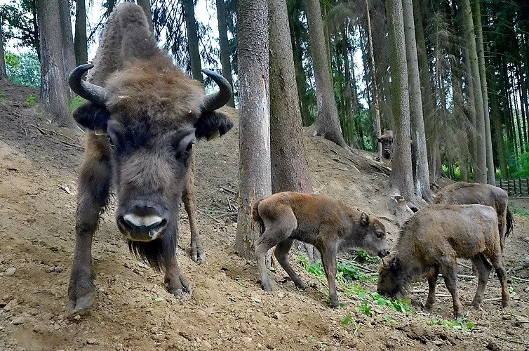 zubr-tara-zootabor-mala1