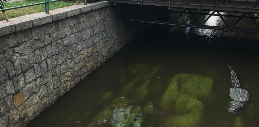 Krokodýl v Mlýnské stoce vyděsil Budějčáky