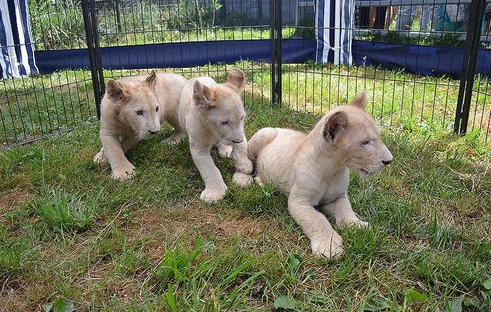 Dvouměsíční koťata vzácného bílého jihoafrického lva v Zoo Dvorec.