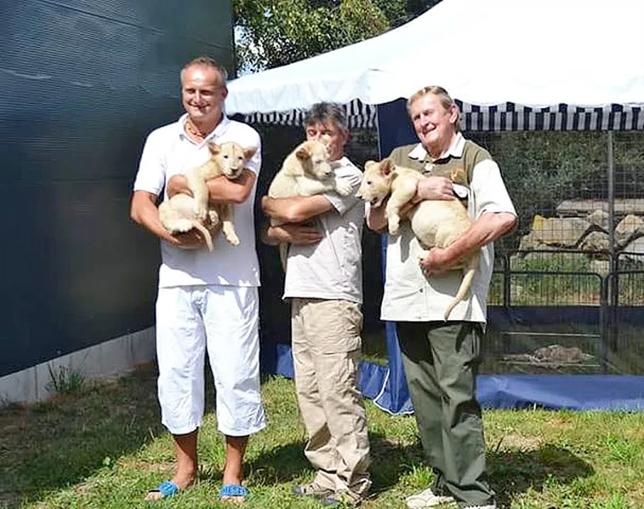 Křest dvouměsíčních koťat vzácného bílého jihoafrického lva v Zoo Dvorec.