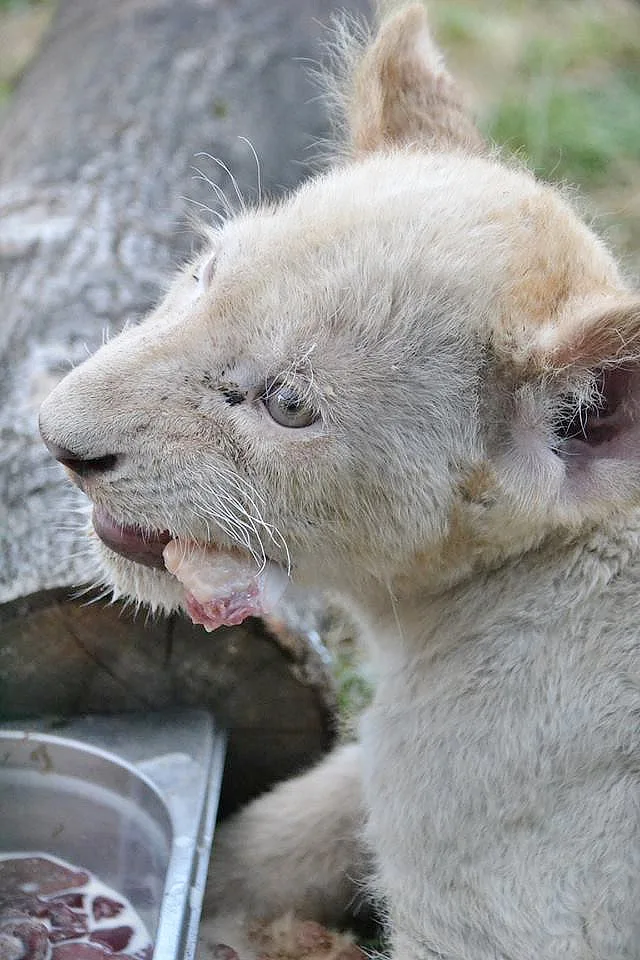 Dvouměsíční koťata vzácného bílého jihoafrického lva v Zoo Dvorec.
