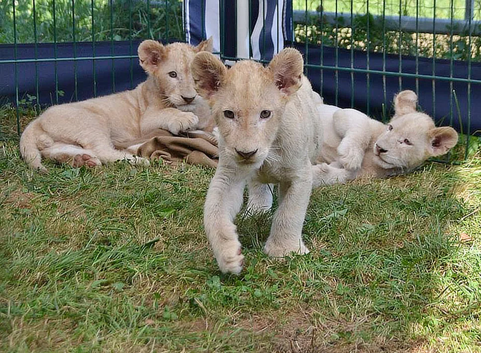 Dvouměsíční koťata vzácného bílého jihoafrického lva v Zoo Dvorec.