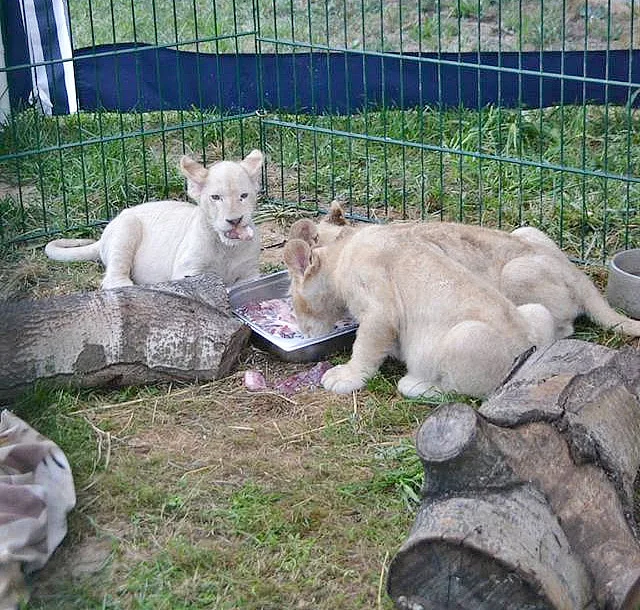 Dvouměsíční koťata vzácného bílého jihoafrického lva v Zoo Dvorec.