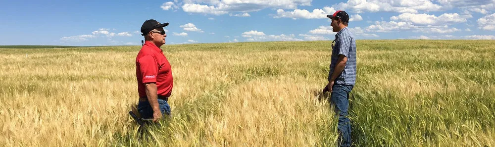Moderní technologie pronikají i do tradičního českého pivovarnictví. Důkazem toho je projekt brazilsko-belgické společnosti AB InBev SmartBarley, který pomáhá farmářům po celém světě optimalizovat podmínky pro pěstování sladovnického ječmene.