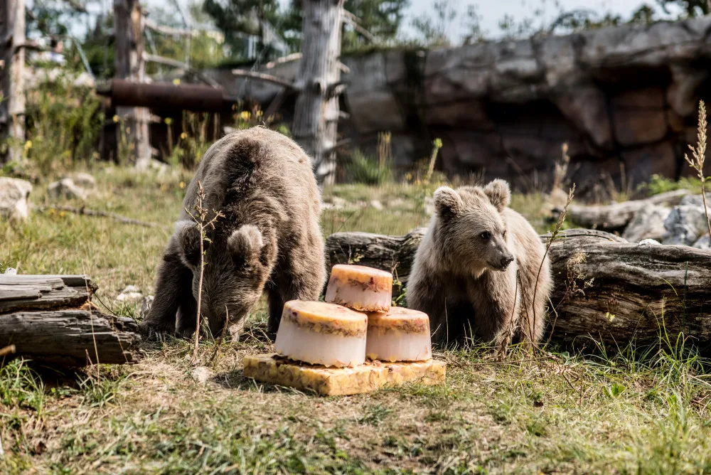 Hlubocká zoo pokřtila mládě medvěda plavého. Dostalo jméno Nochunsafed