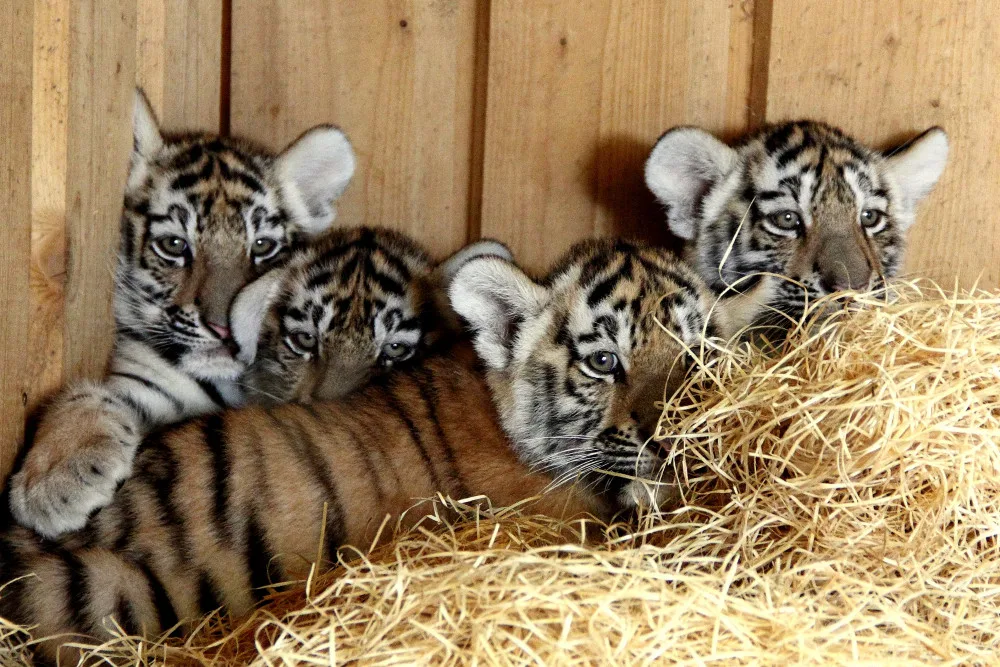 Letos 20. května v hlubocké zoo přivedla na svět ussurijská tygřice Altaica čtyři mláďata, tři samičky a jednoho samečka.