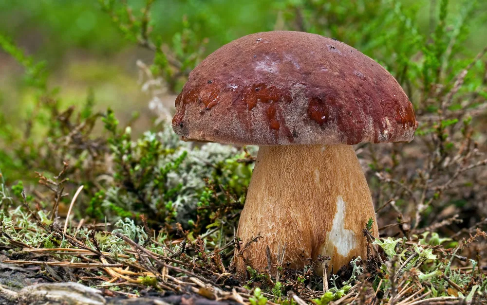 Výstava hub se uskuteční d 17. do 21. září v Jihočeském muzeu v Českých Budějovicích.