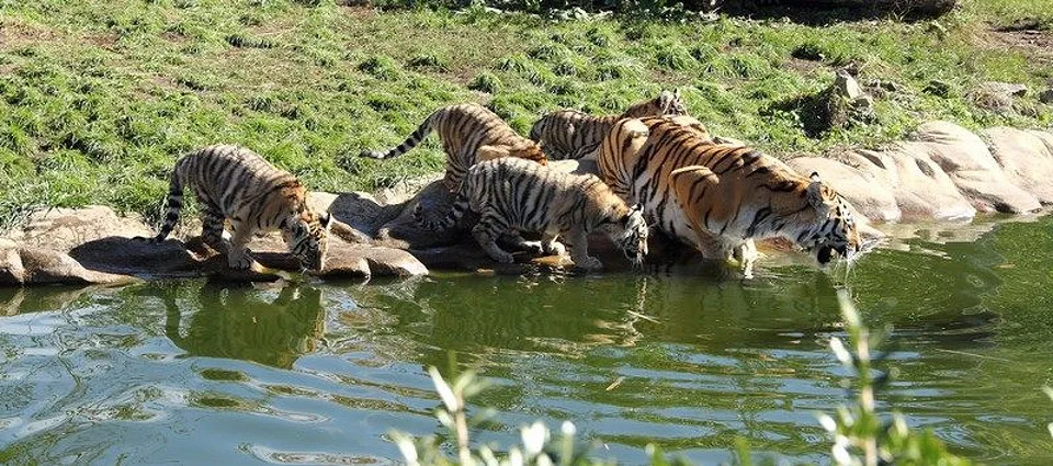 Tygři v Jihočeské zoologické zahradě Hluboká nad Vltavou.