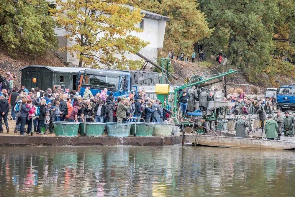 Výlov rybníka Rožmberk vždy přiláká davy lidí