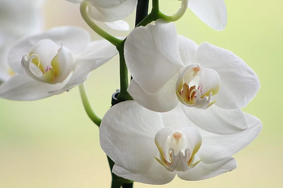 Do muzea se vrací tradiční výstava orchidejí