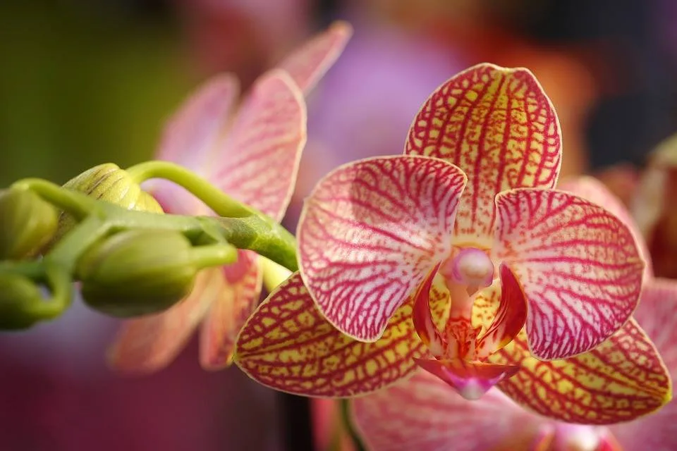 Do muzea se vrací tradiční výstava orchidejí