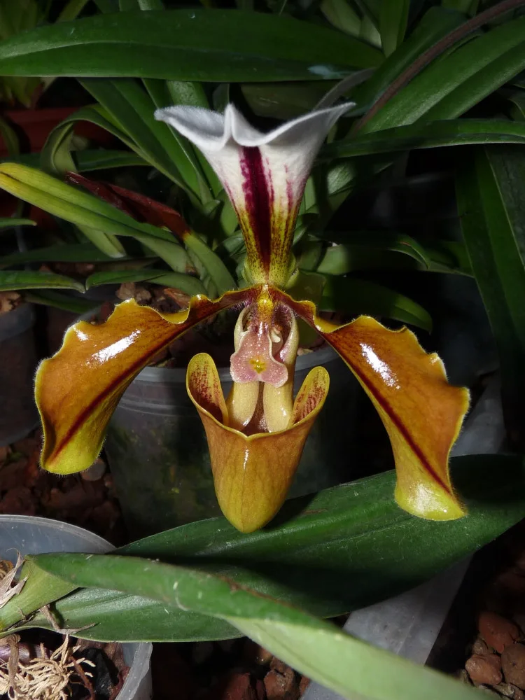 Do muzea se vrací tradiční výstava orchidejí