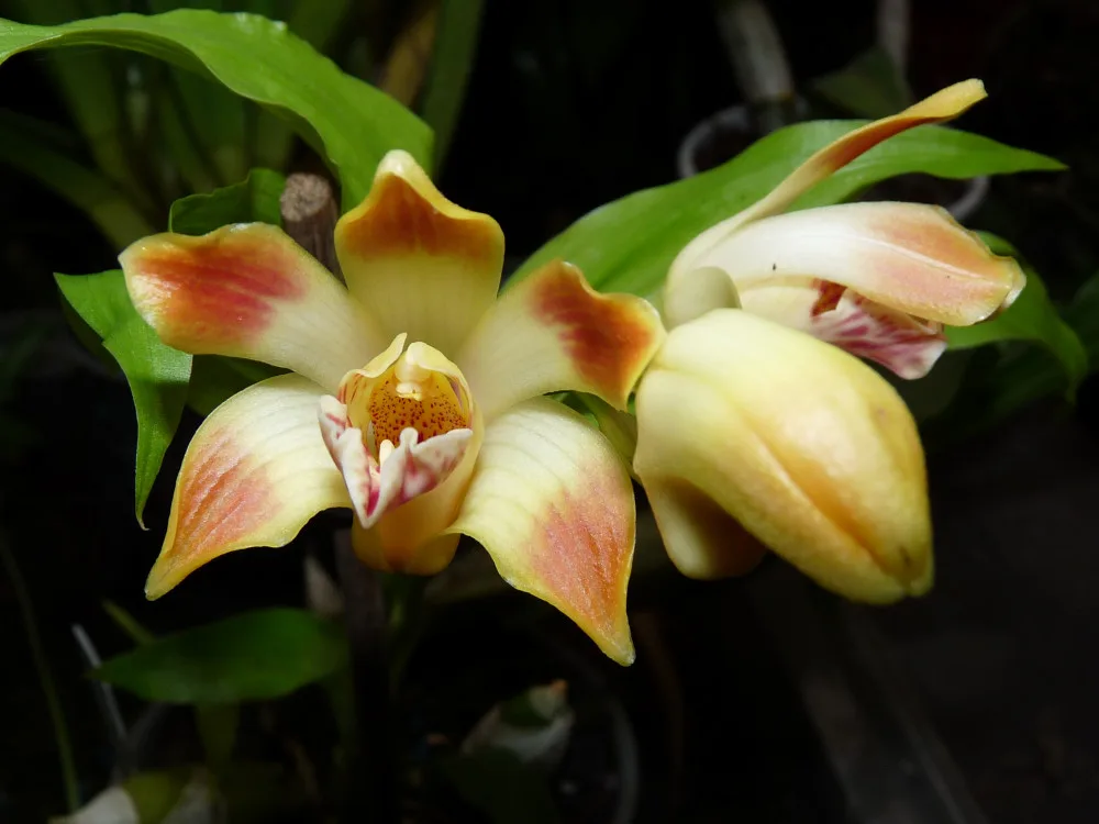 Do muzea se vrací tradiční výstava orchidejí